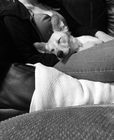 灰度摄影的狗睡在女人的大腿上
